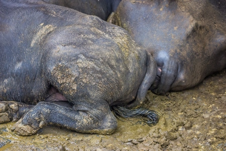 Farmed buffaloes  in urban dairy tied up in dirty conditions