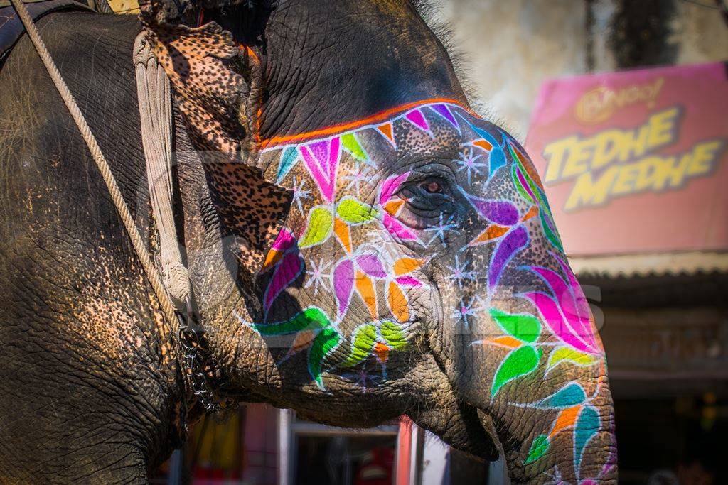 Painted elephant used for entertainment tourist ride walking on street in Ajmer