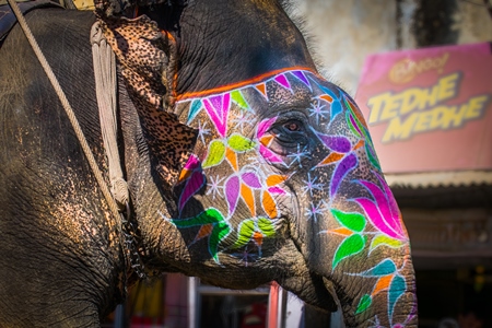 Painted elephant used for entertainment tourist ride walking on street in Ajmer