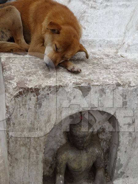 Brown street dog sleeping on shrine with grey background