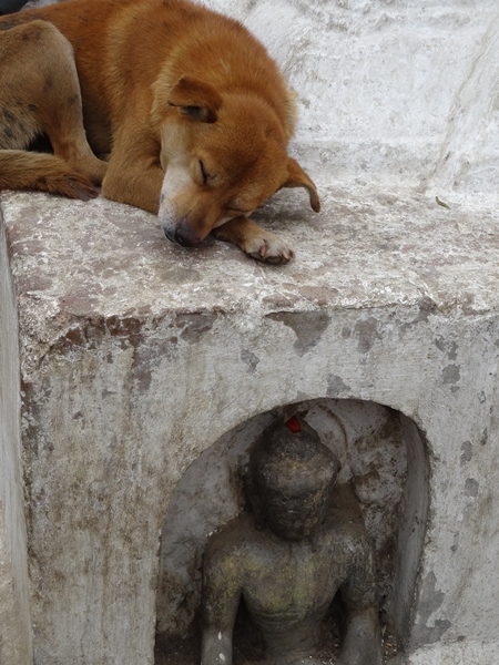 Brown street dog sleeping on shrine with grey background