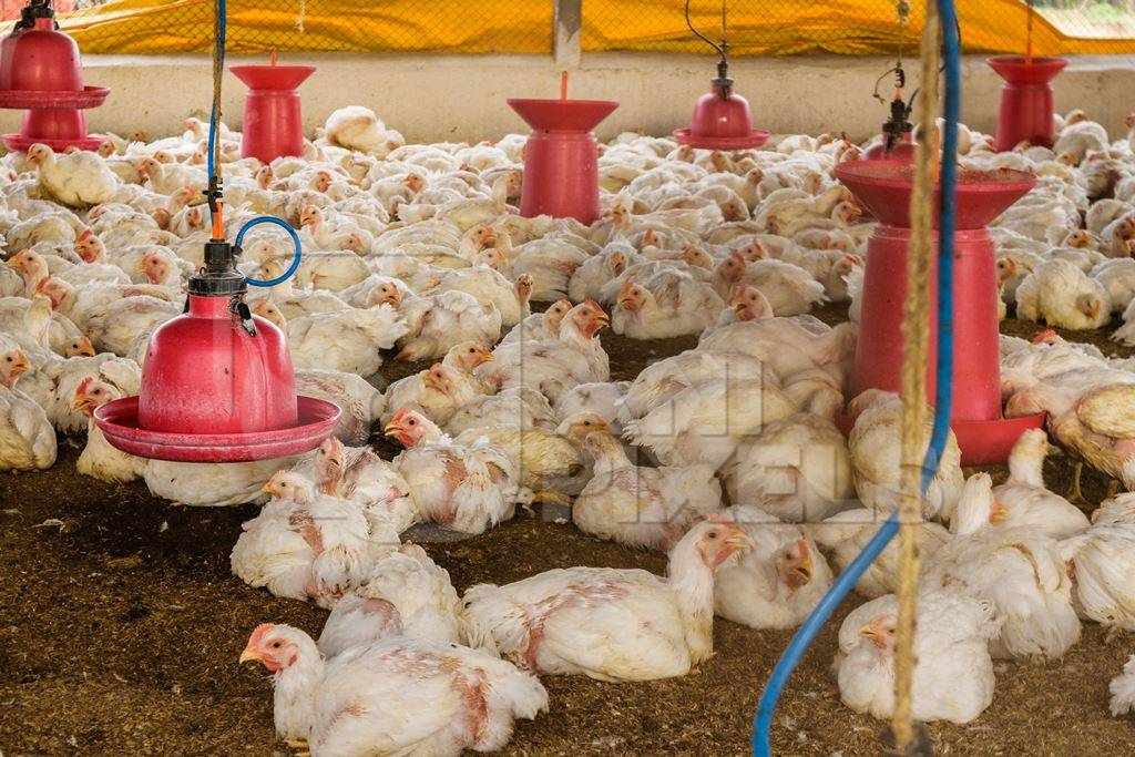 White broiler chickens raised for meat on a large poultry broiler farm in Maharashtra in India