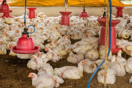 White broiler chickens raised for meat on a large poultry broiler farm in Maharashtra in India