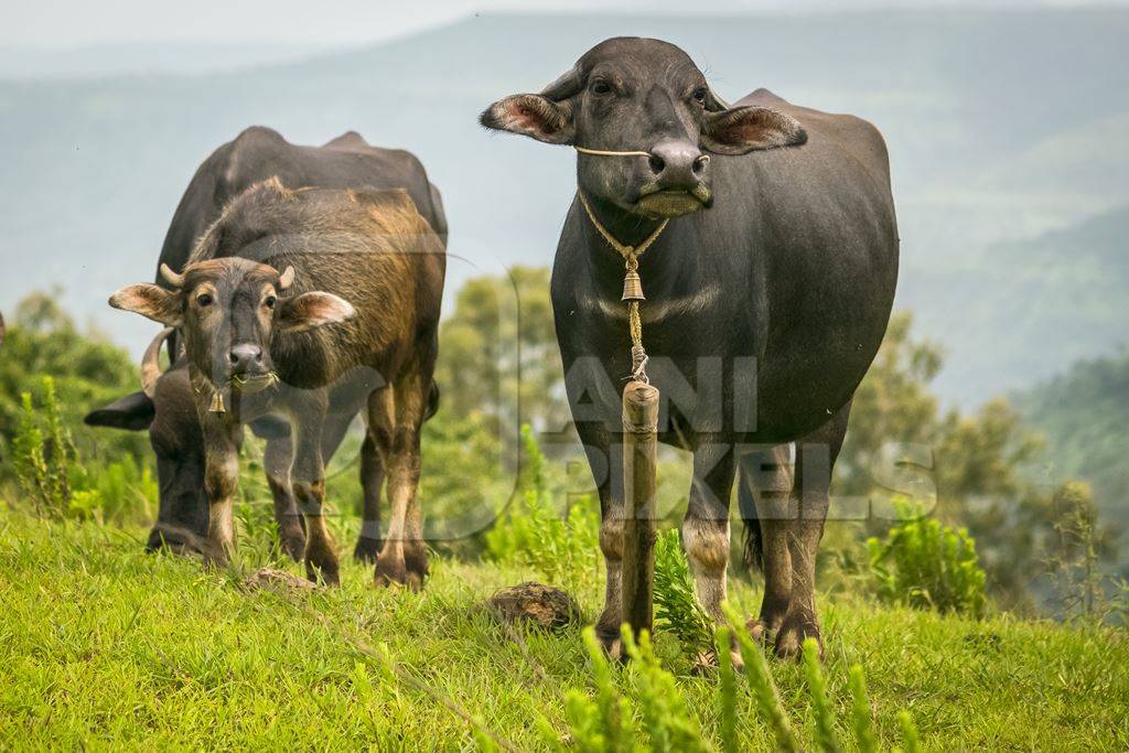 Heard of farmed buffaloes in a field in the countryside