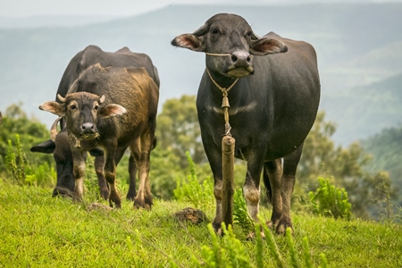 Heard of farmed buffaloes in a field in the countryside