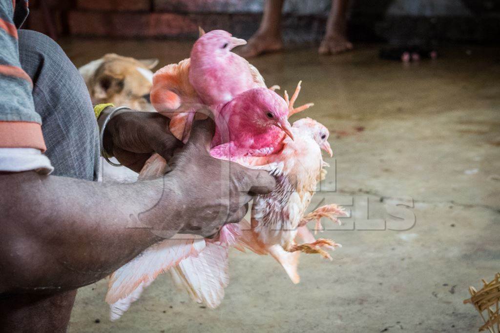 Pigeons for religious animal sacrifice at Kamakhya temple in Guwahati in Assam