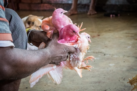 Pigeons for religious animal sacrifice at Kamakhya temple in Guwahati in Assam