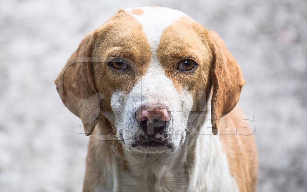 Photo of face of Indian street dog or stray dog, India