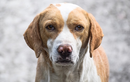 Photo of face of Indian street dog or stray dog, India