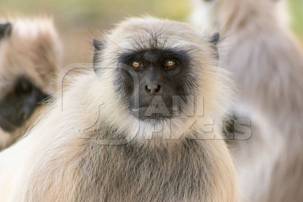 Face of Indian gray or hanuman langur monkeys in Mandore Gardens in the city of Jodhpur in Rajasthan in India