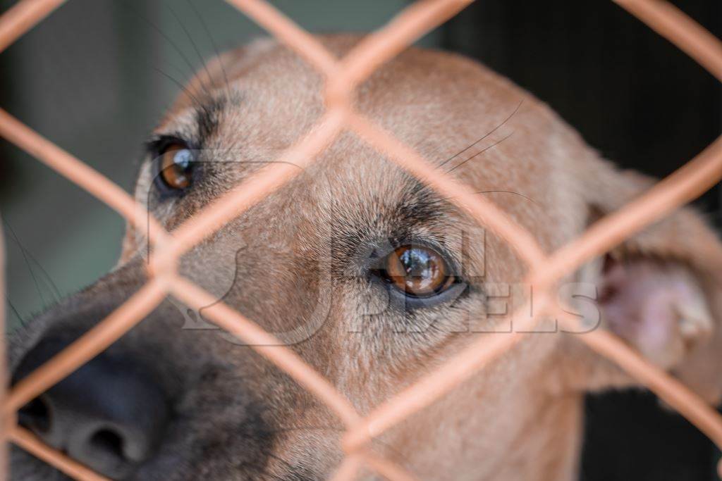 Stray dog behind orange bars in animal shelter waiting for adoption