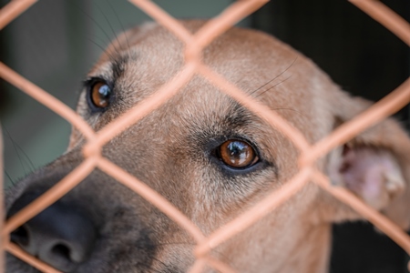 Stray dog behind orange bars in animal shelter waiting for adoption
