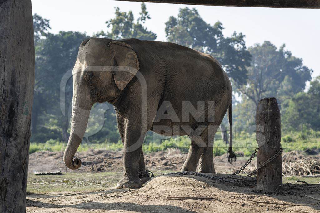 A small adult Nepali elephant is chained up at Chitwan Elephant Breeding Centre, Chitwan, Nepal