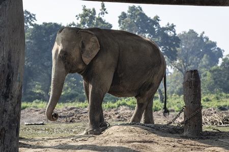 A small adult Nepali elephant is chained up at Chitwan Elephant Breeding Centre, Chitwan, Nepal
