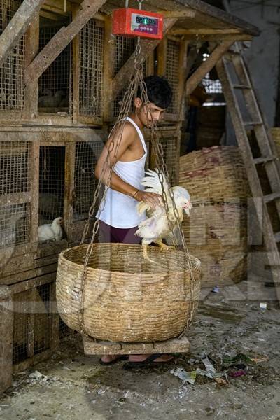 Worker putting chickens into a weighing scale basket at the chicken meat market inside New Market, Kolkata, India, 2022