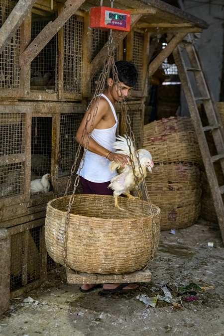 Worker putting chickens into a weighing scale basket at the chicken meat market inside New Market, Kolkata, India, 2022