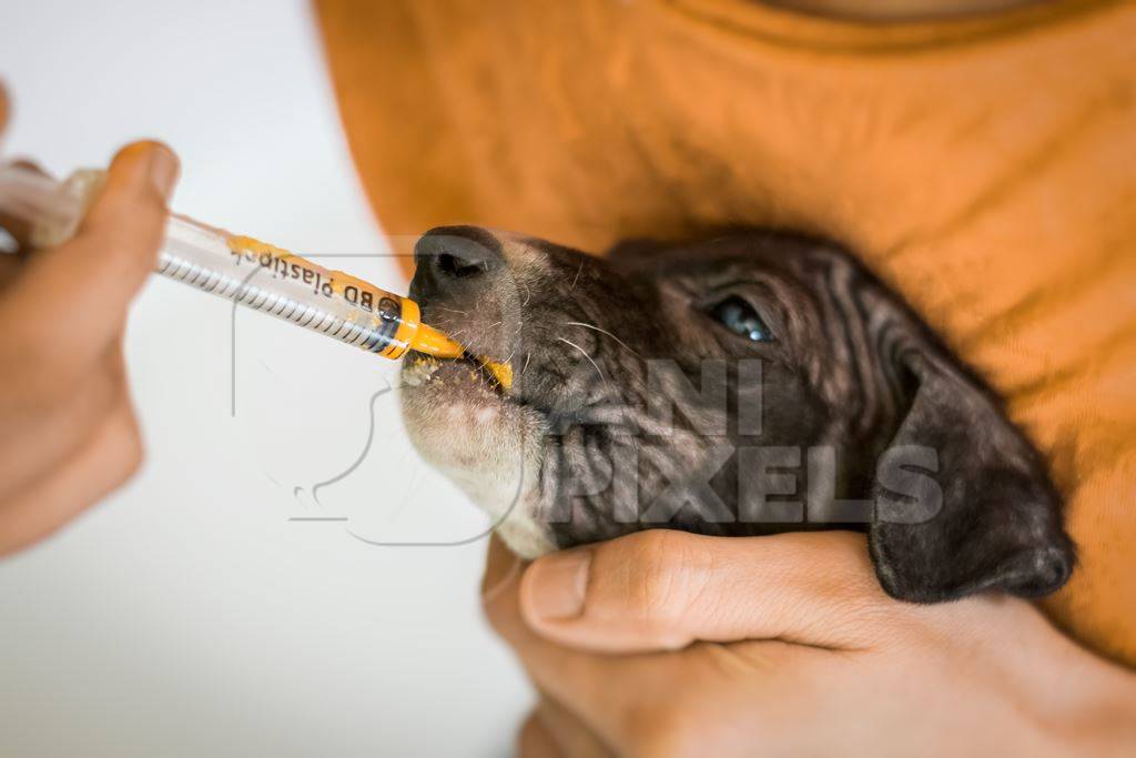 Volunteer animal rescuer giving medicine to a sick street puppy