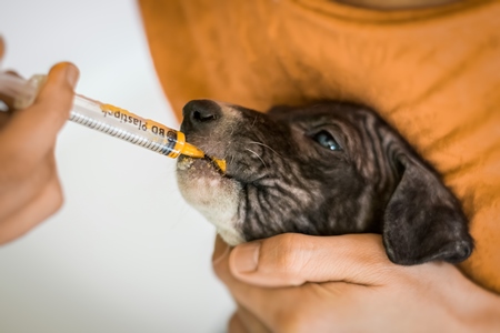 Volunteer animal rescuer giving medicine to a sick street puppy