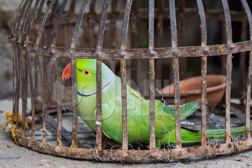Green Rose Ringed parakeet bird held captive illegally in metal cage - see description below