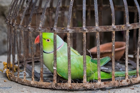 Green Rose Ringed parakeet bird held captive illegally in metal cage - see description below