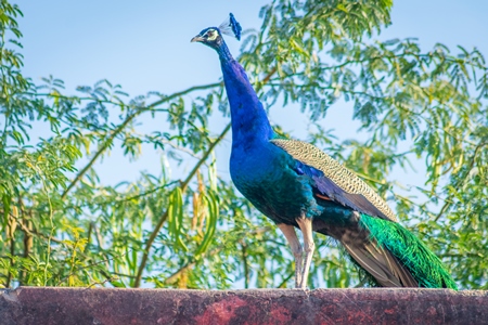 Photo of beautiful blue Indian peacock bird, national bird of India in Bikaner in Rajasthan in India