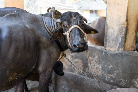 Farmed Indian buffalo with nose rope on an urban dairy farm or tabela, Aarey milk colony, Mumbai, India, 2023