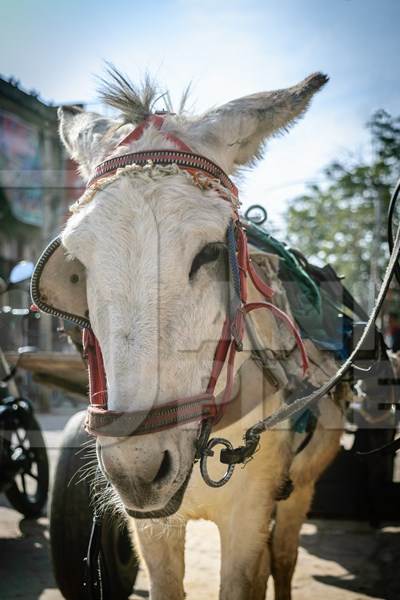 Donkey in harness used for animal labour on the street in Mandawa