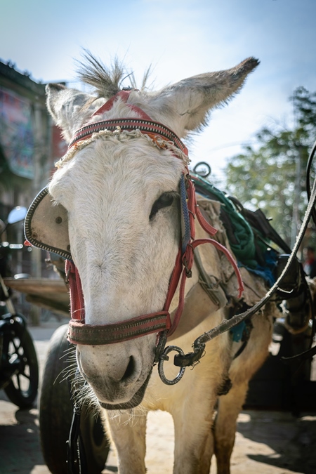 Donkey in harness used for animal labour on the street in Mandawa