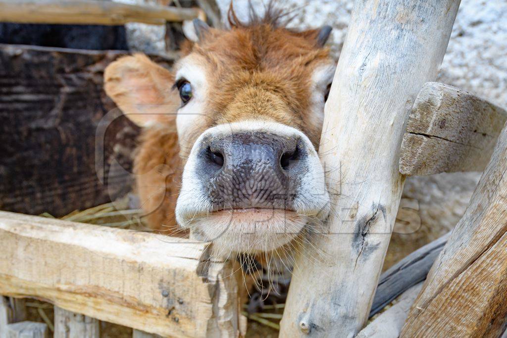 Orange Indian cow with horns in a wooden pen on a rural dairy farm in Ladakh in the HImalaya mountains in India