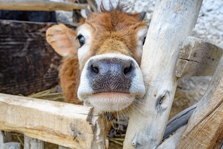 Orange Indian cow with horns in a wooden pen on a rural dairy farm in Ladakh in the HImalaya mountains in India