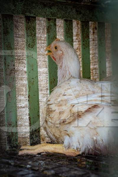 Chicken sitting in a dirty cage outside a chicken poultry meat shop in Pune, Maharashtra, India, 2021