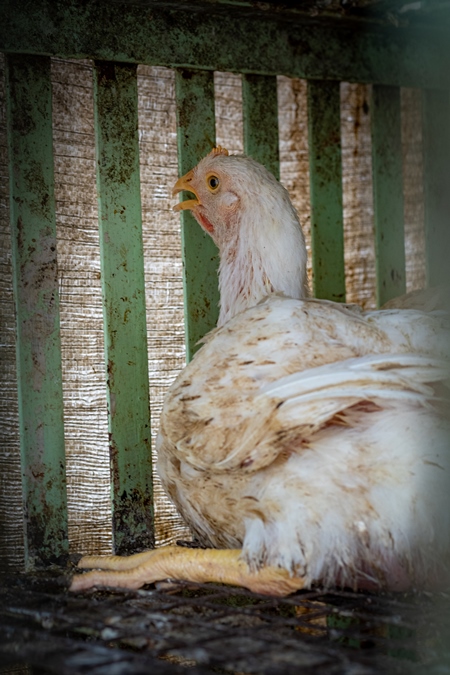Chicken sitting in a dirty cage outside a chicken poultry meat shop in Pune, Maharashtra, India, 2021