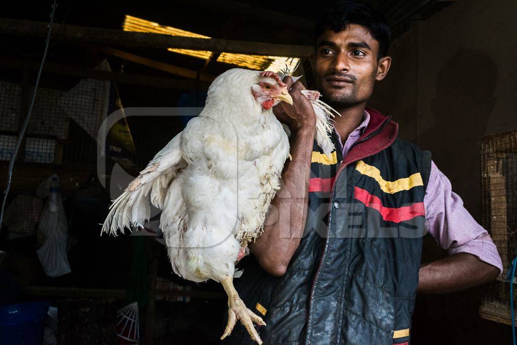 Man holding up large white chicken for sale at a chicken market