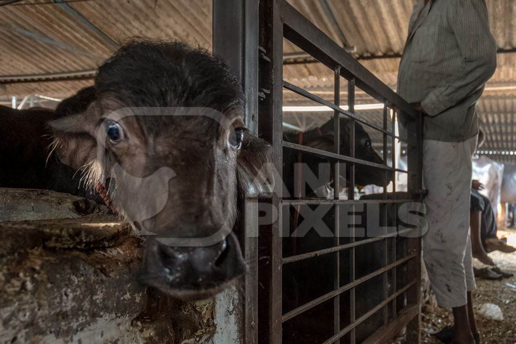 Small buffalo calf kept away from mother and tied up in a very dark and dirty buffalo shed at an urban dairy in a city in Maharashtra