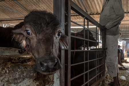 Small buffalo calf kept away from mother and tied up in a very dark and dirty buffalo shed at an urban dairy in a city in Maharashtra