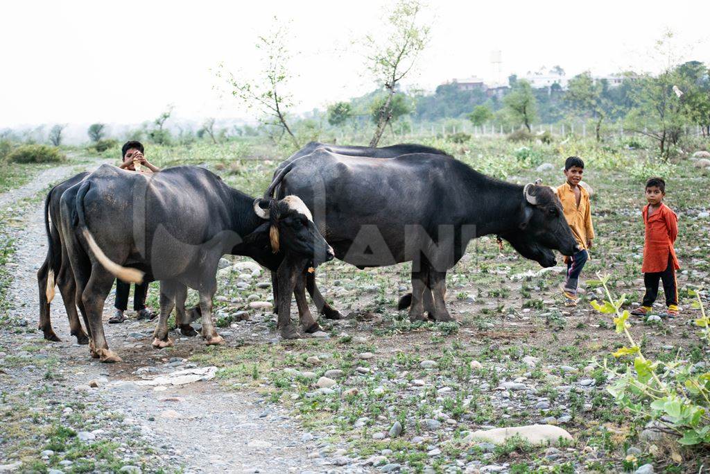 Boys with farmed buffaloes on grassland