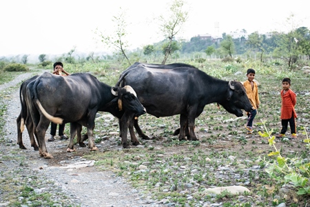 Boys with farmed buffaloes on grassland