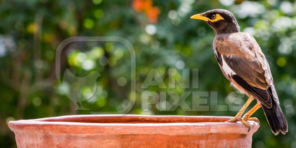 Indian mynah bird drinking from orange water bowl