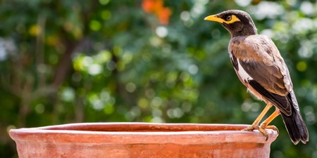 Indian mynah bird drinking from orange water bowl