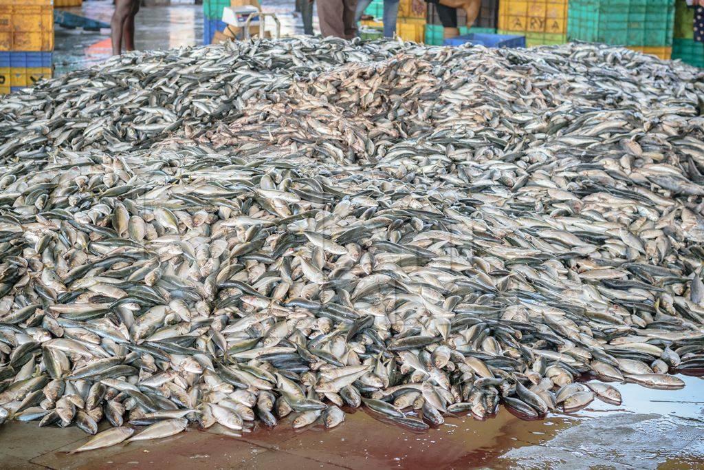 Big pile of fish on sale at a fish market at Sassoon Docks