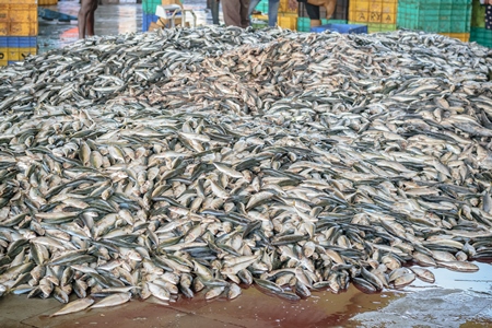 Big pile of fish on sale at a fish market at Sassoon Docks