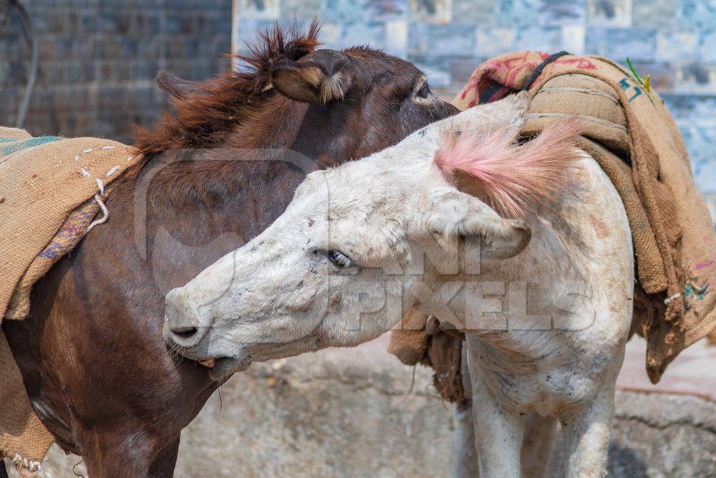 Working Indian donkeys used for animal labour grooming each other in an urban city in Maharashtra in India