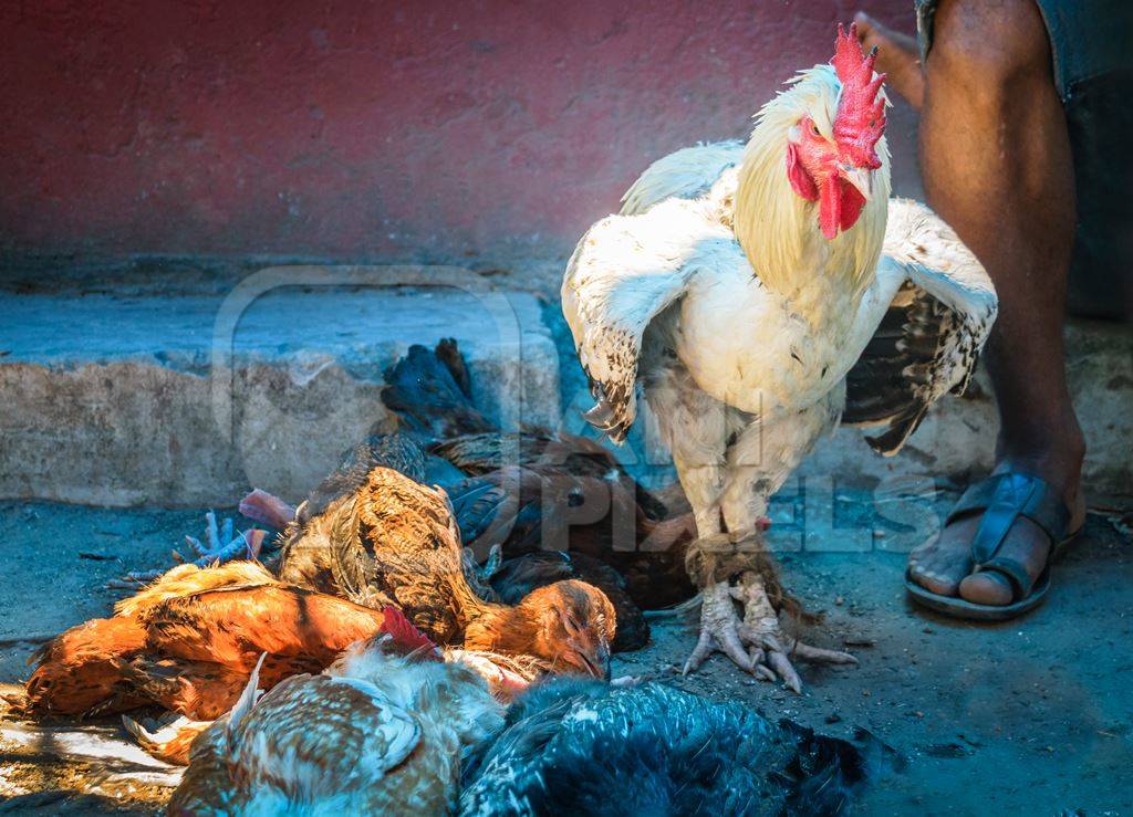 Large cockerel with legs tied together on sale at a market