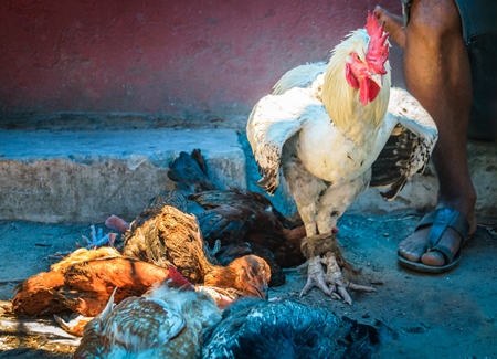 Large cockerel with legs tied together on sale at a market