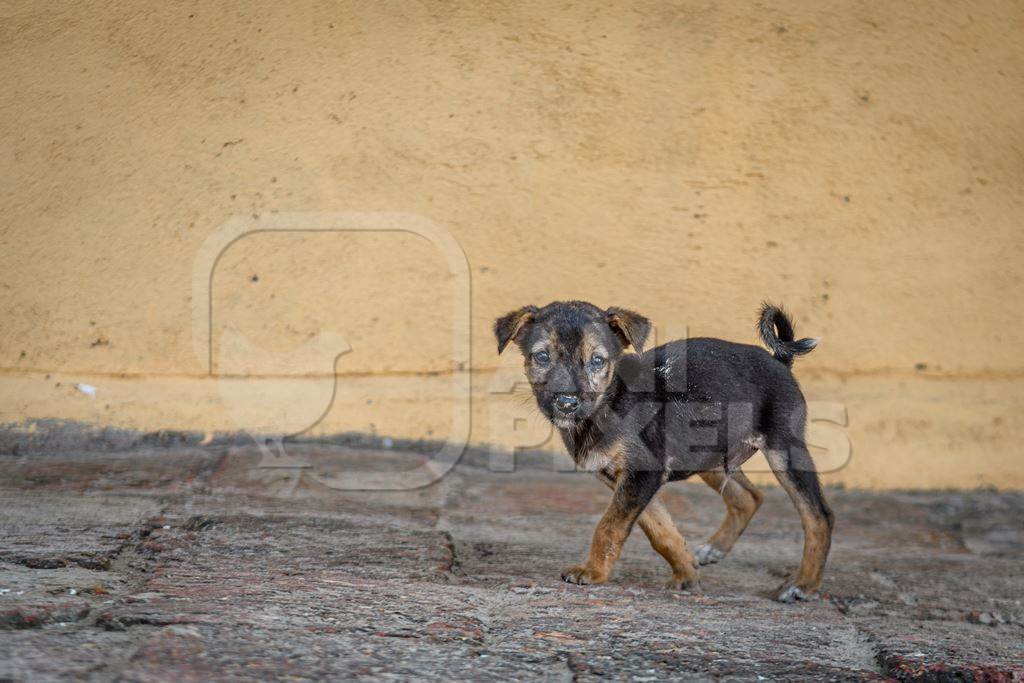 Small Indian street puppy dog or stray pariah dog, Malvan, Maharashtra, India, 2022
