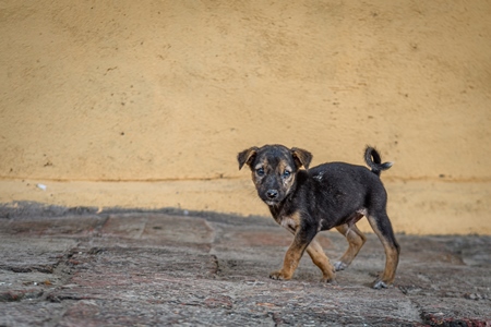 Small Indian street puppy dog or stray pariah dog, Malvan, Maharashtra, India, 2022