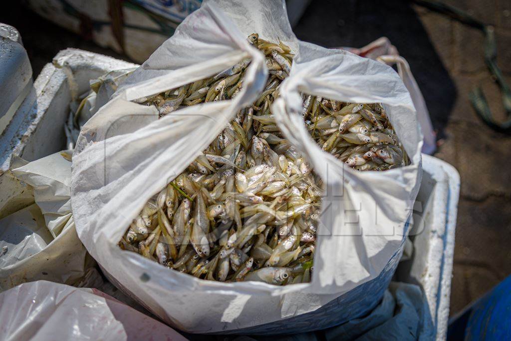 Small dead Indian fish on sale in plastic bags at the Ghazipur fish marketi, Ghazipur, Delhi, India, 2022