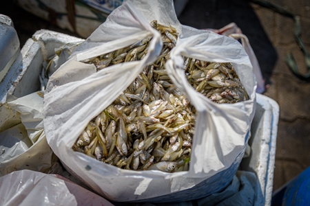 Small dead Indian fish on sale in plastic bags at the Ghazipur fish marketi, Ghazipur, Delhi, India, 2022
