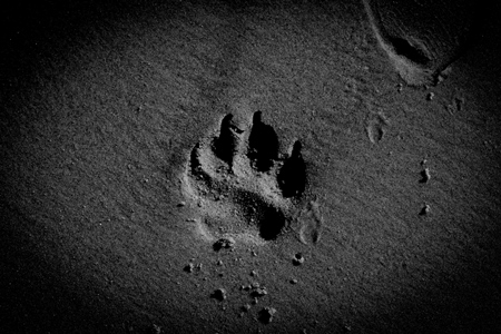 Dog paw print in black and white