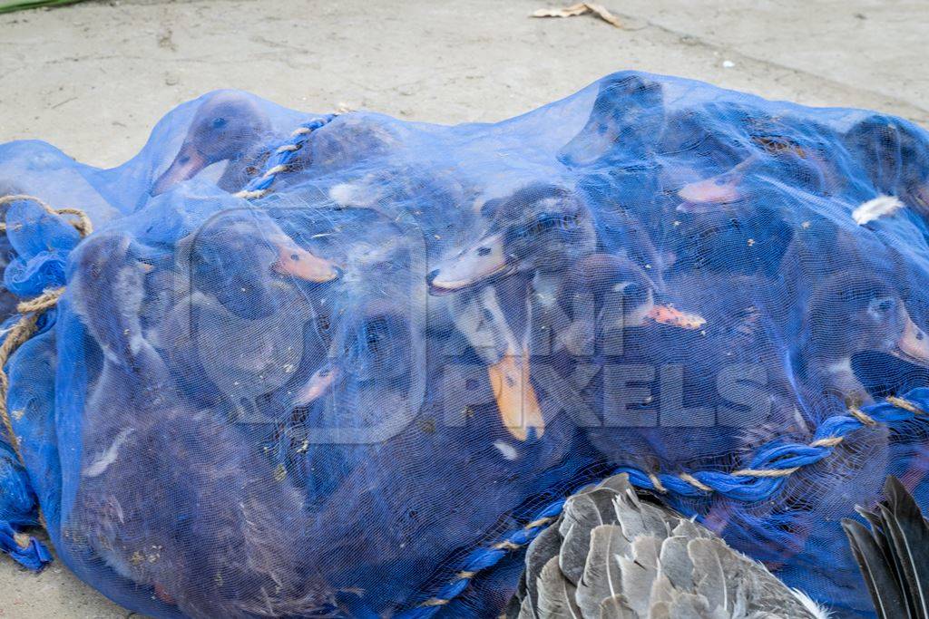 Ducks on sale for meat in a net at an animal market